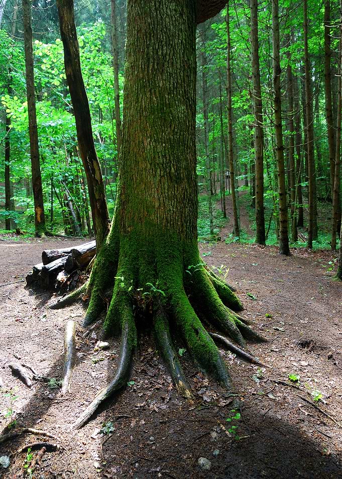 Forest Trees Tree Green La