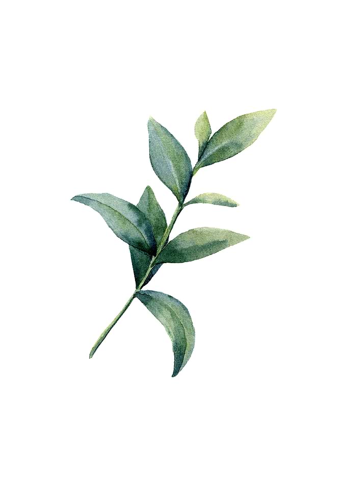 Watercolor Eucalyptus IV