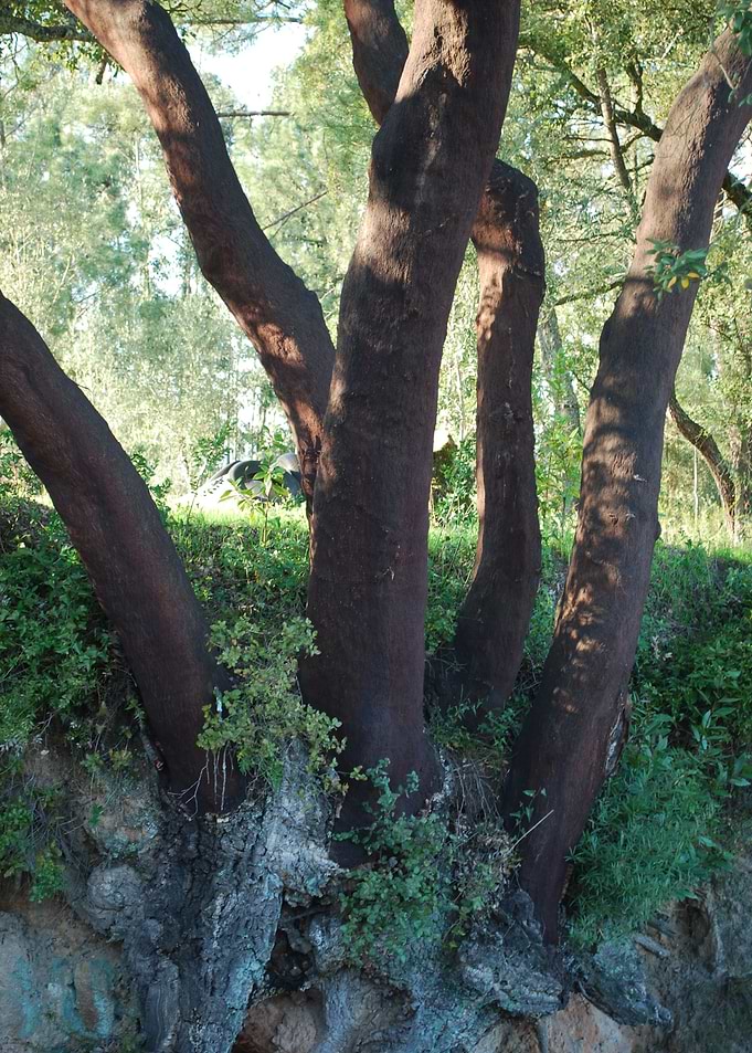 Alentejo Cork Country C