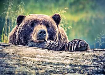 Big Bear