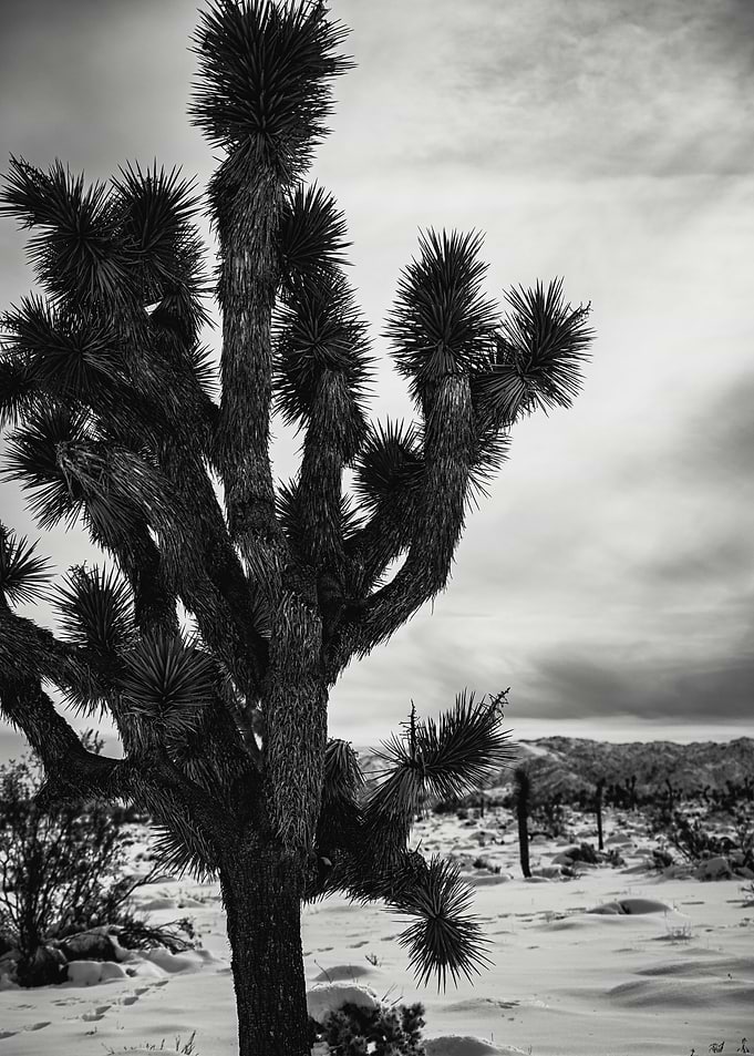 Joshua Tree