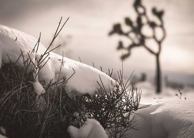 Joshua Tree