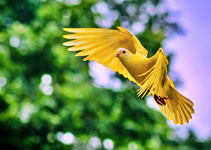 Bird In flight