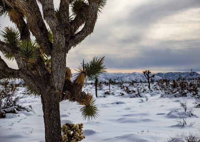Joshua Tree