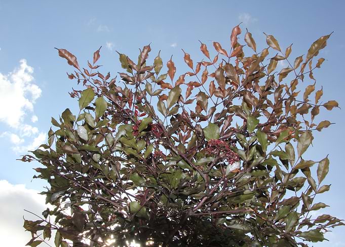 feuilles du jardin