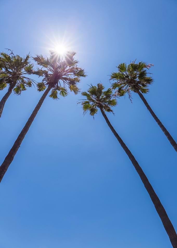 Palm Trees in the sun