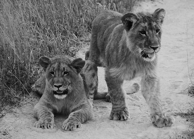 Lioncubs in the sand