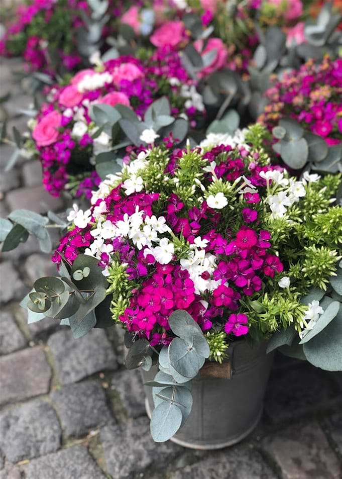 Wild Flowers