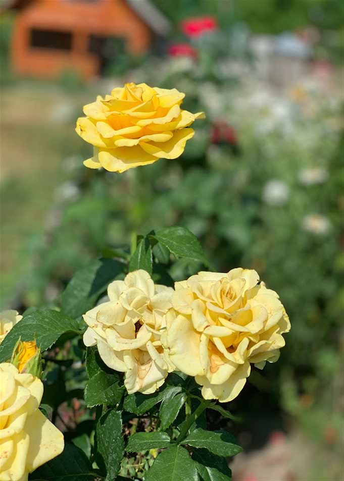 Cute Yellow Flower