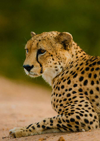 Cheetah