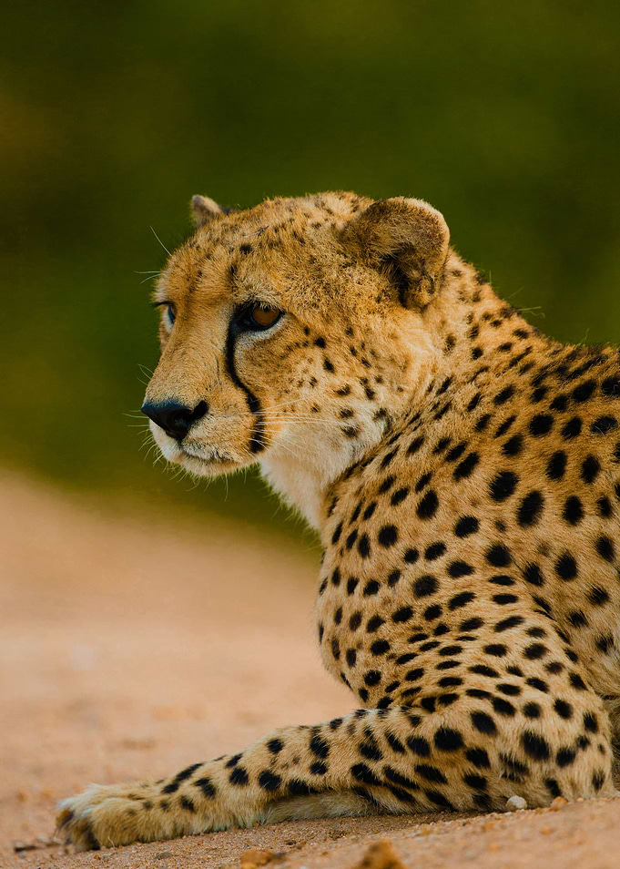 Cheetah