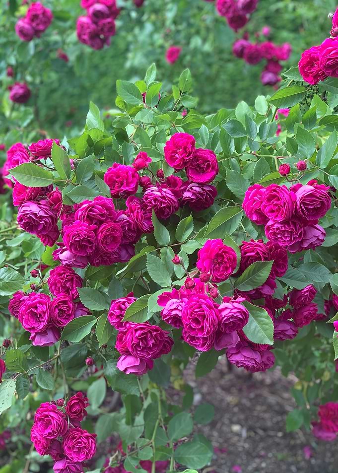 Purple Garden