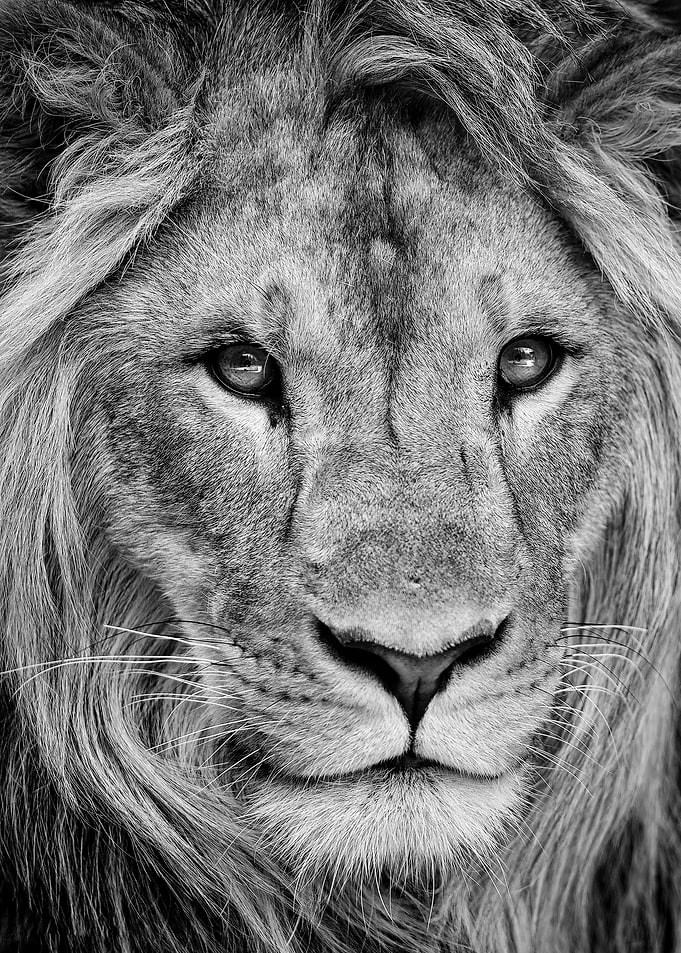 Masai lion face poster