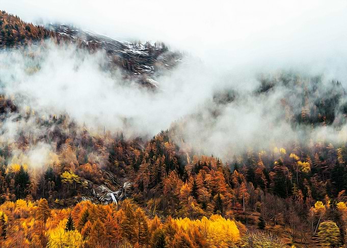 Misty forest in the Alps