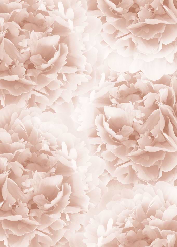 Soft Terracotta Peonies 1