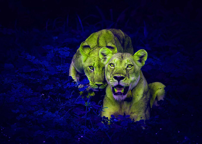Lions coloured