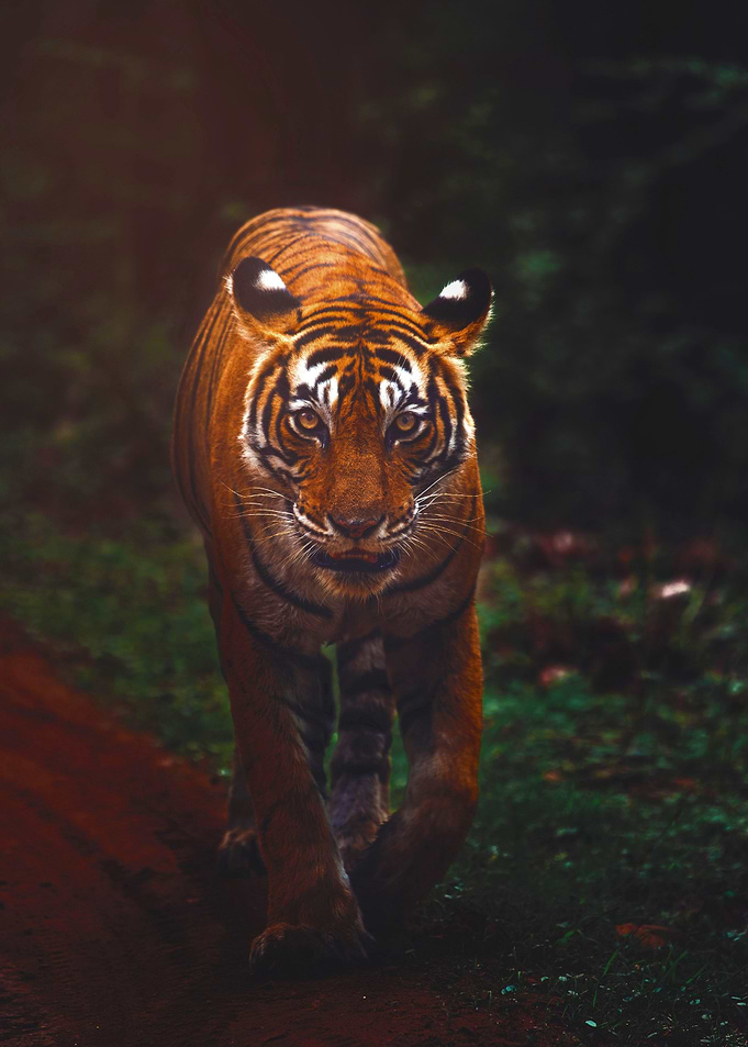 Tiger walking