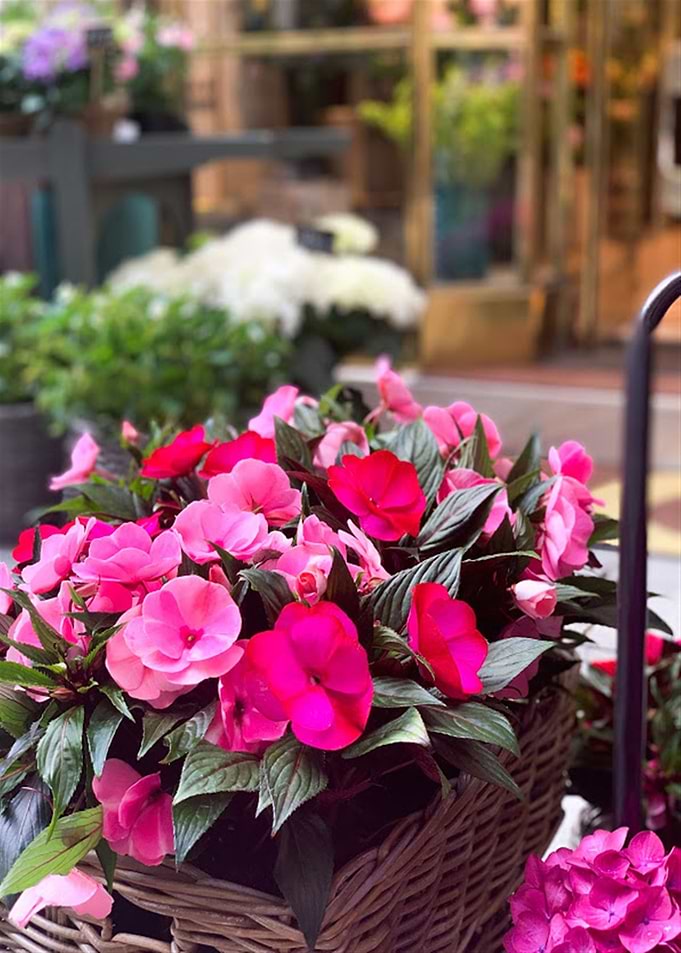 Colorful Flowers