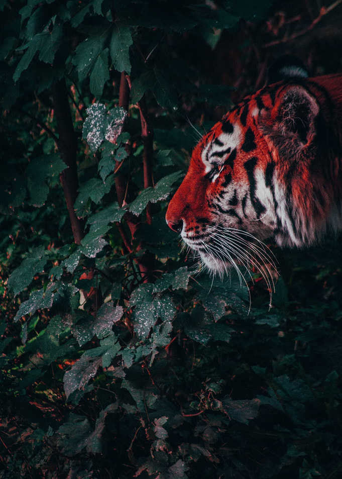 Tiger in nature
