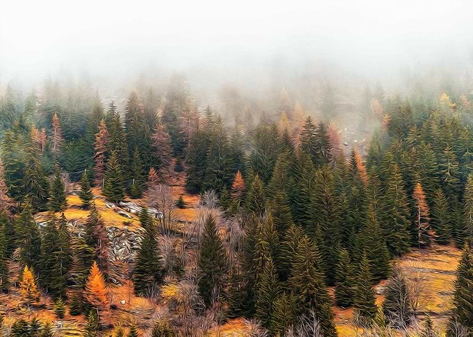 Misty forest in the Alps