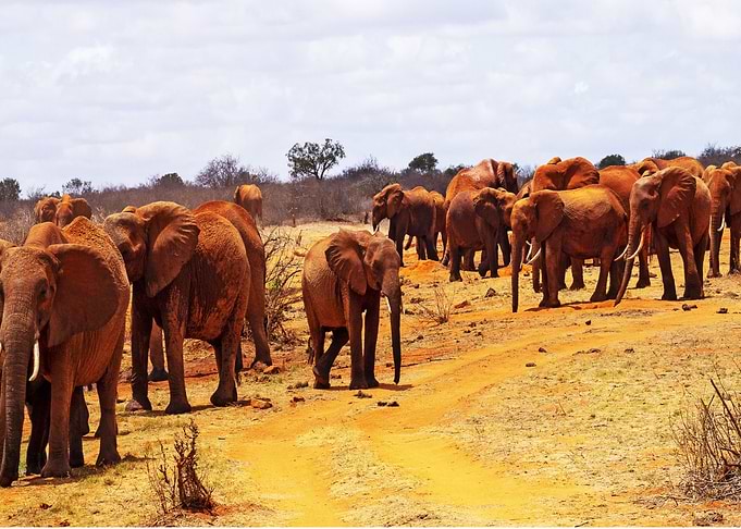 Africa elephant