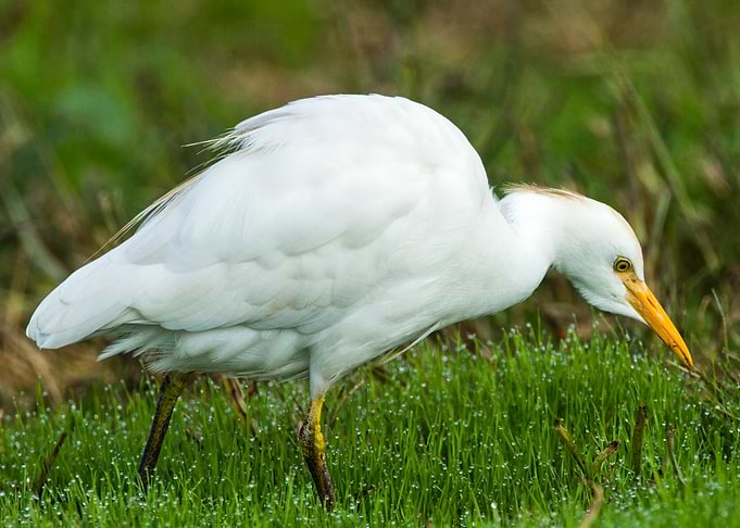 Cattle Egret Bubulcus
