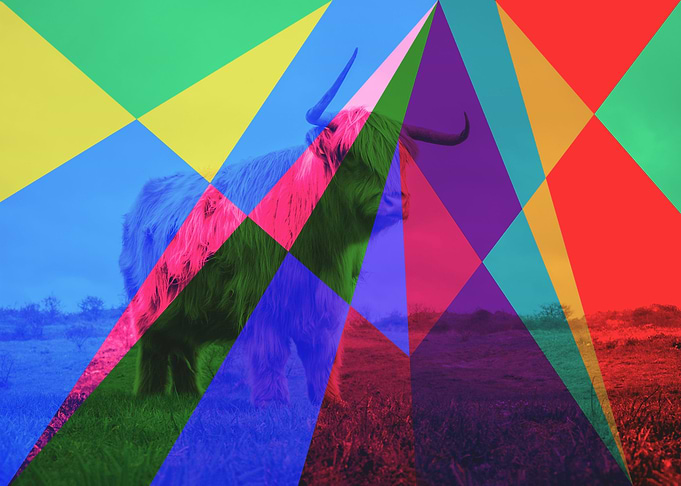 Yak In All Colors