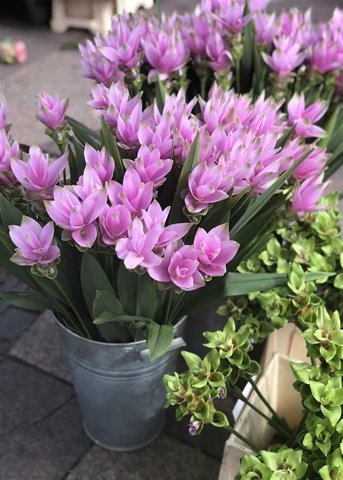 Purple Happy Flowers