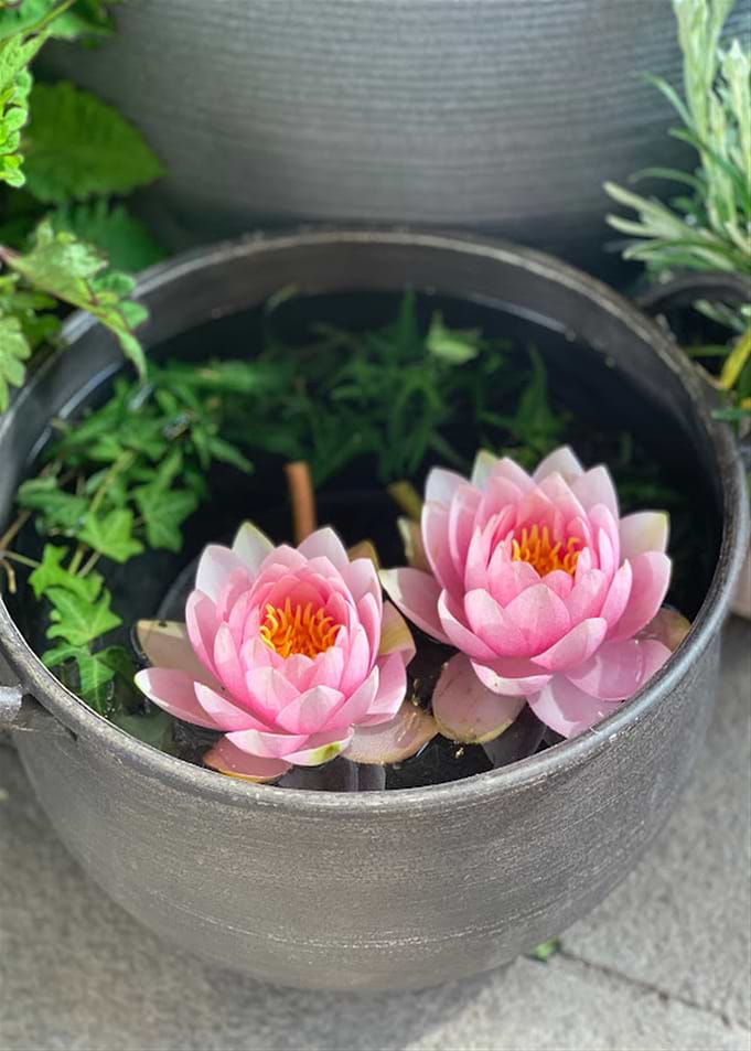 Baby Flowers