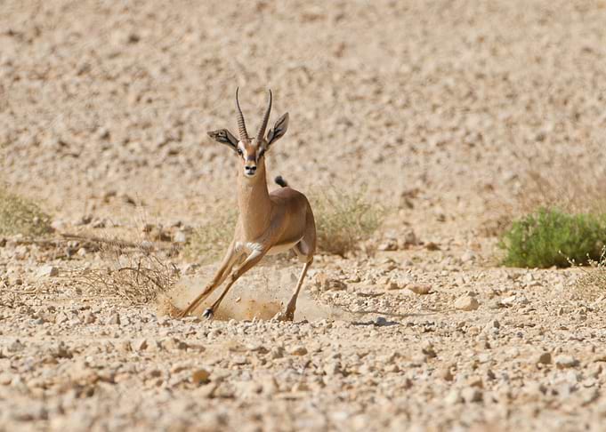rare Acacia Gazelle