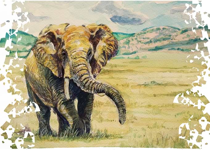 Elephant watercolour