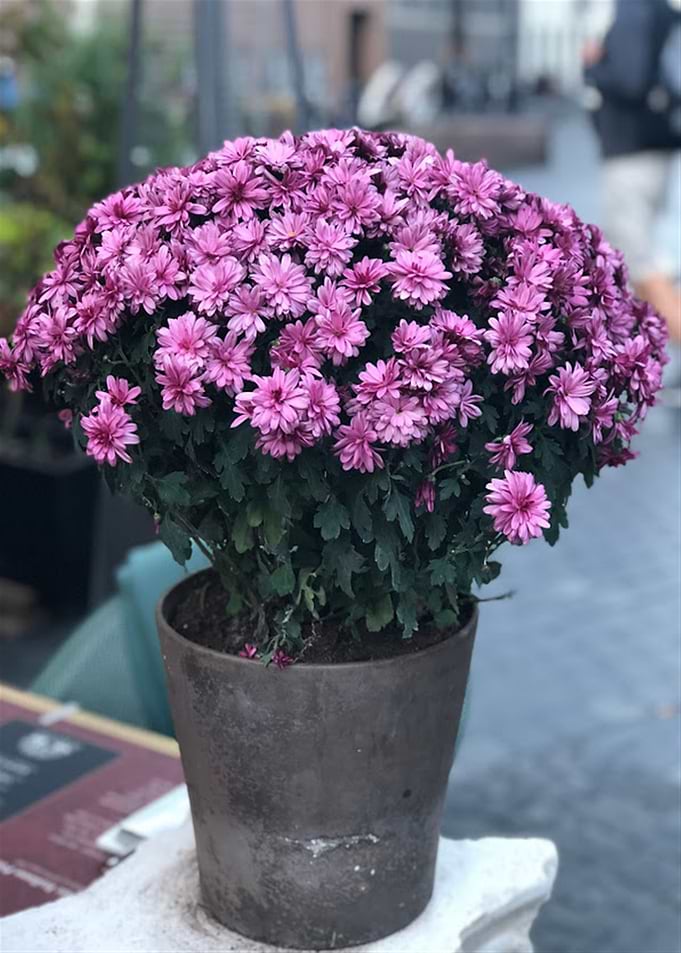 Floral And Nature