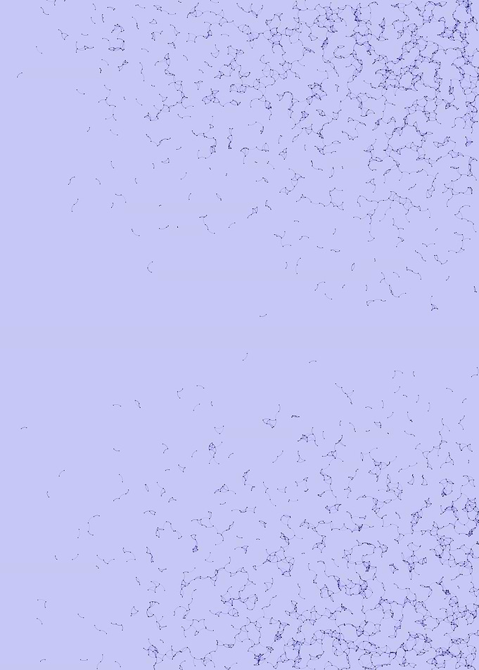 Network Mesh