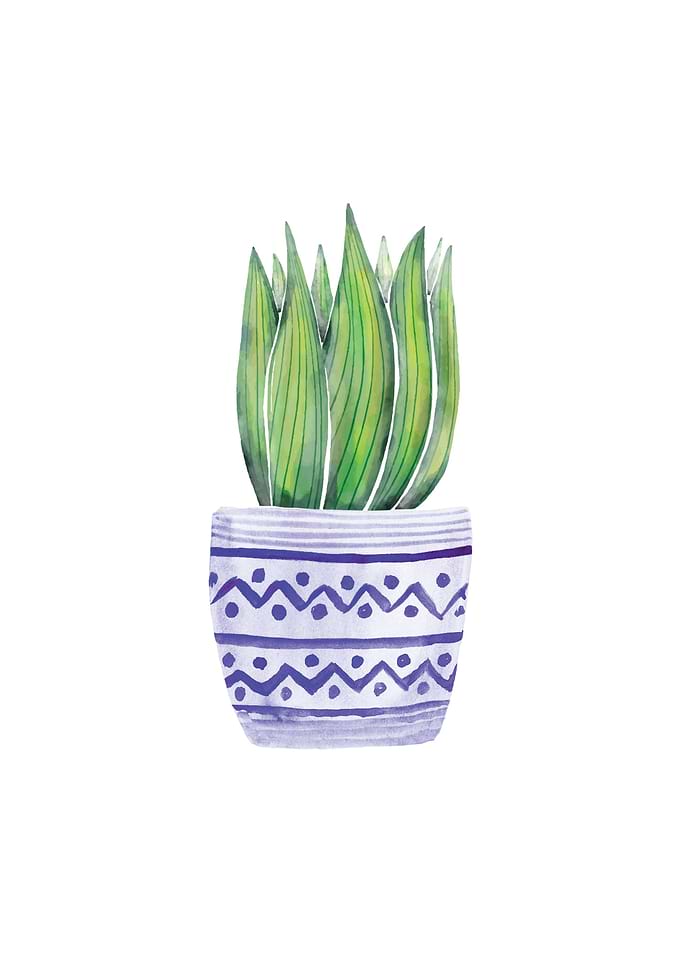 Blue Succulent