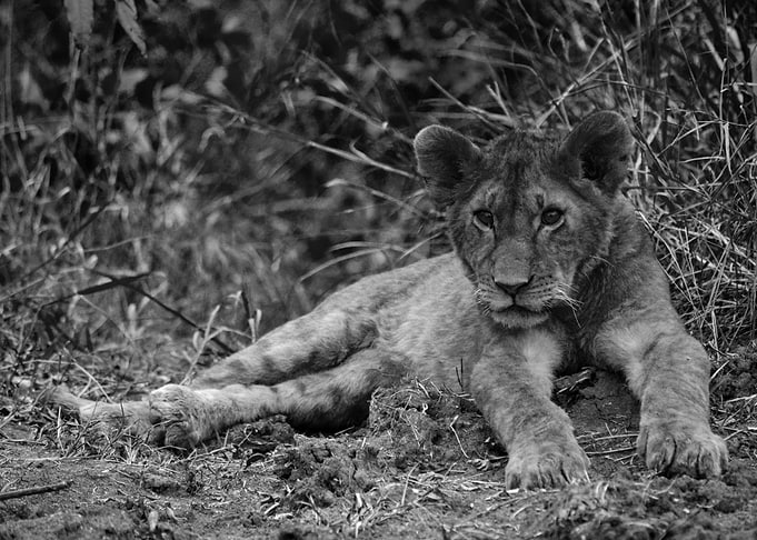 Lion cub lying down