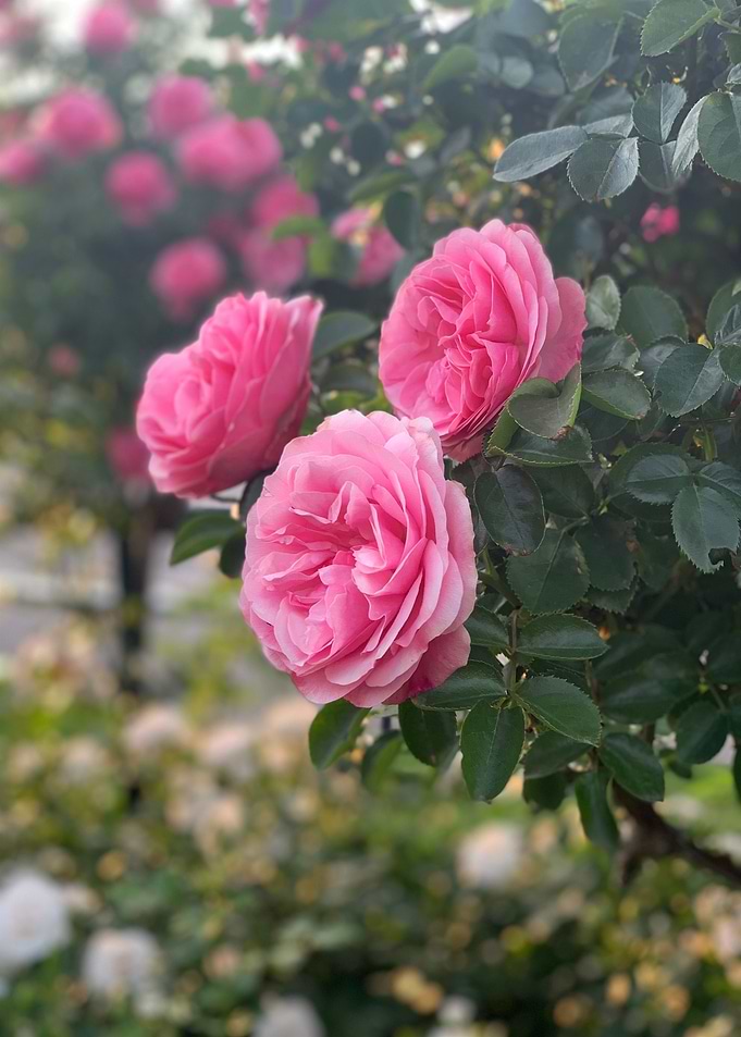 Beautiful Flowers