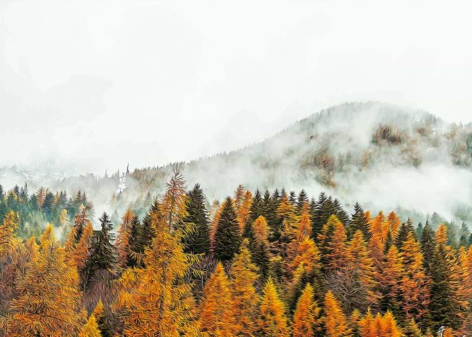 Misty forest in the Alps