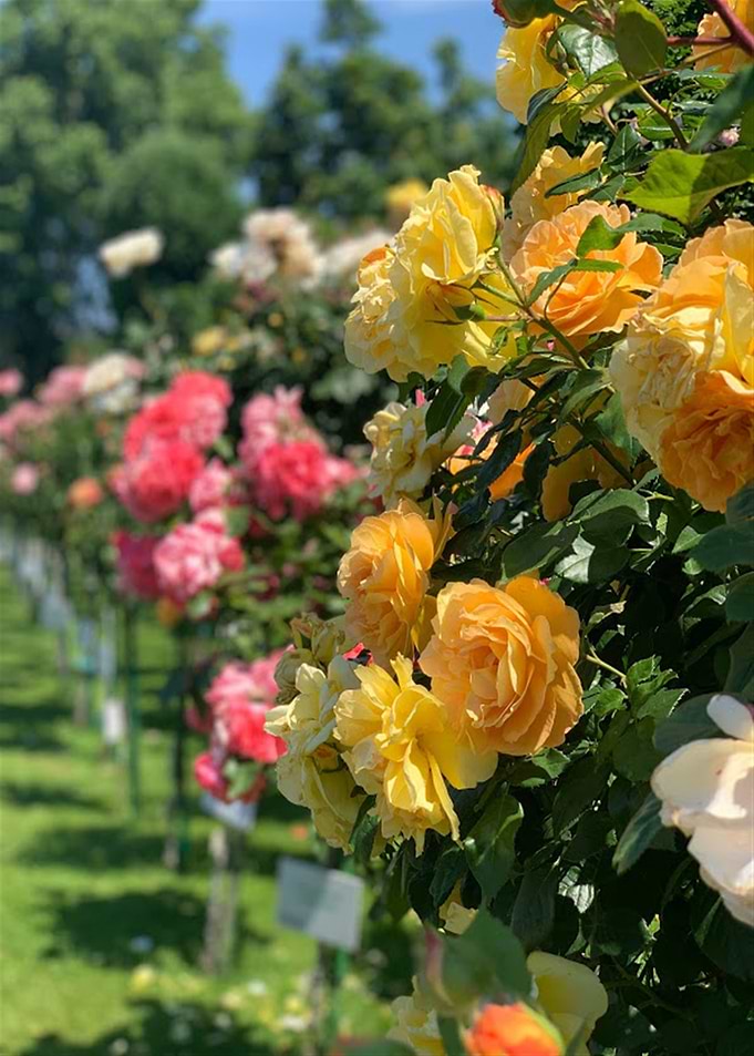 Natural Flowers