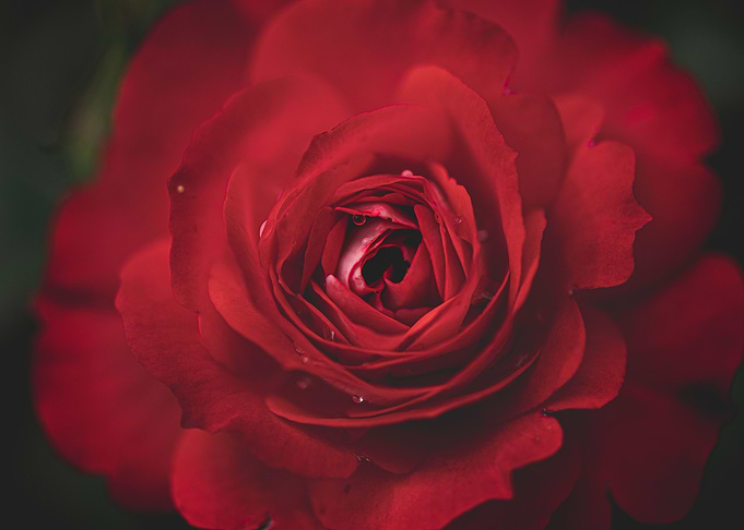 Blood Rose