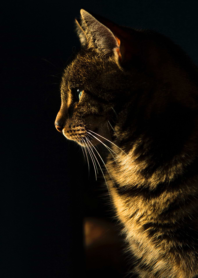 Cat brown