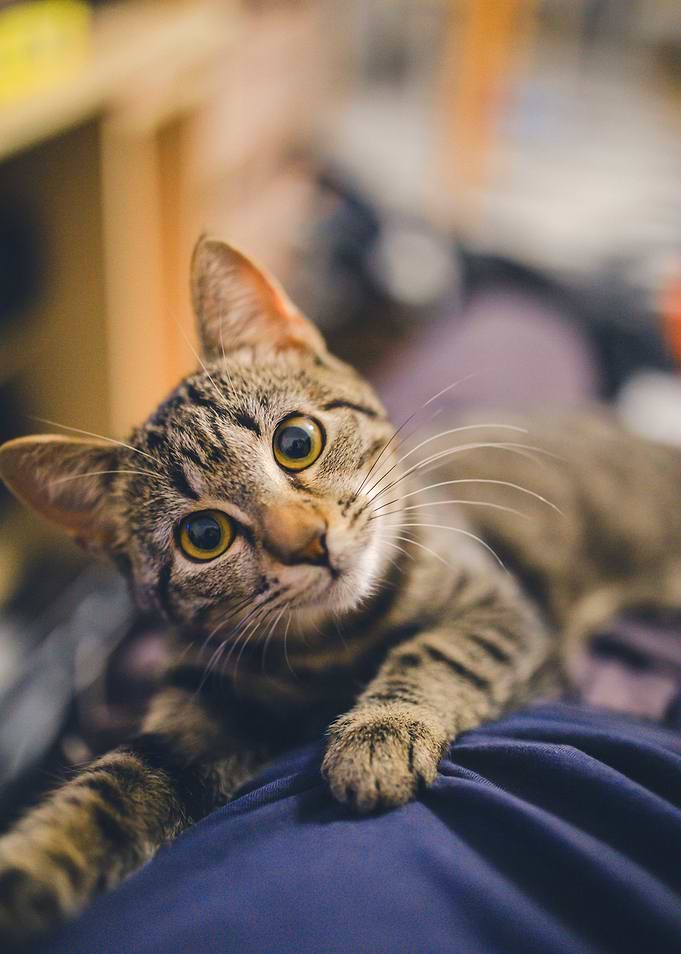 Cute cat