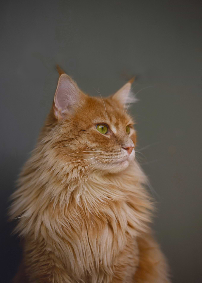 Cat looking away