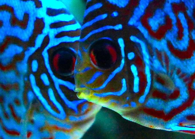 Discus Fish Aquarium