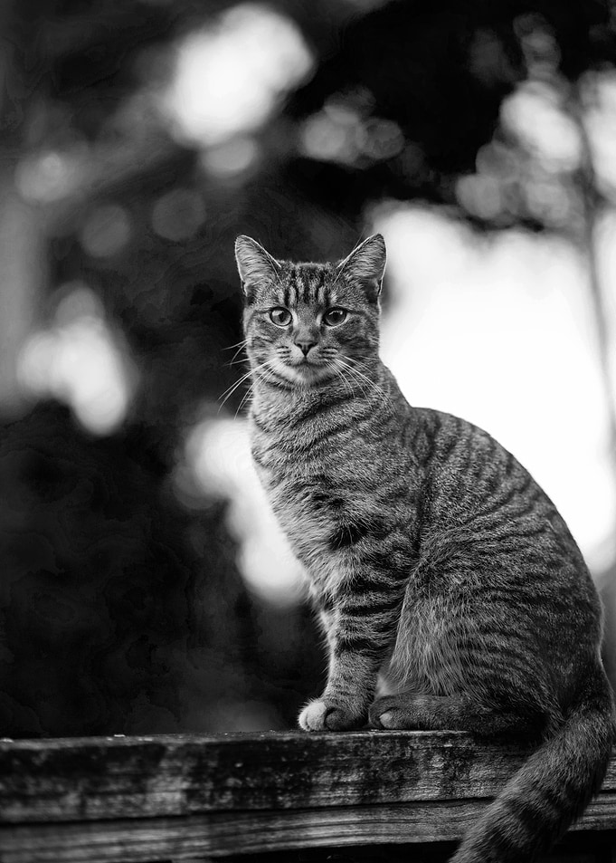 Cat black and white