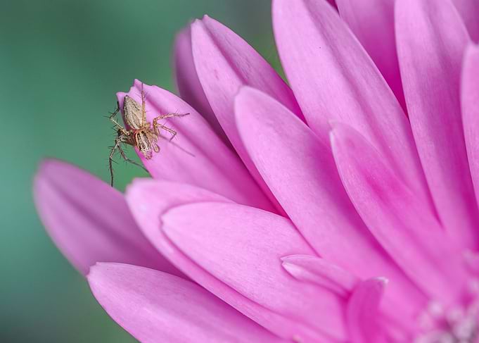 The spider and the flower