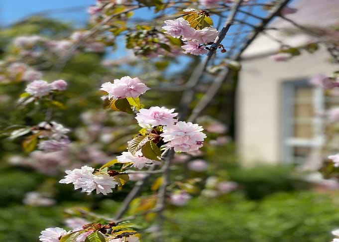Italy April Flowers
