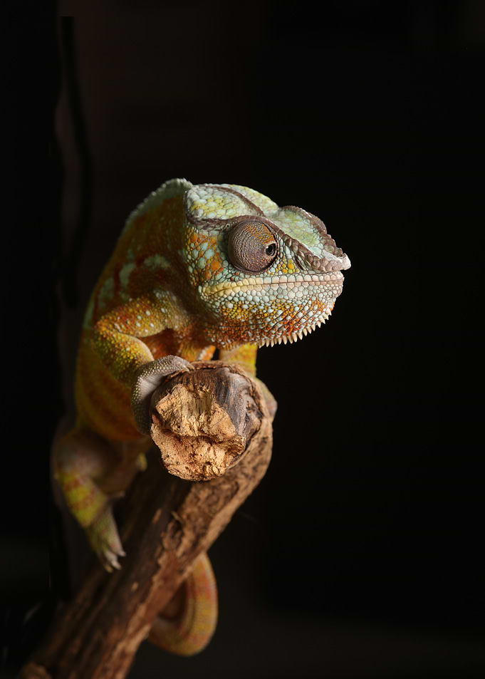 The Chameleon