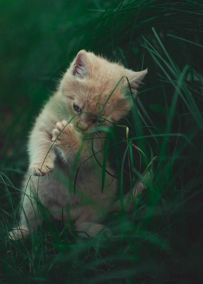 Kitten in the grass