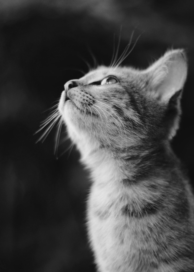 Cat black and white
