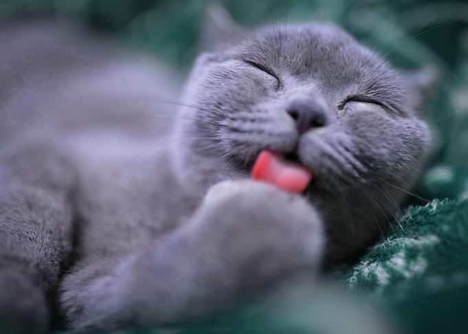 Grey cat